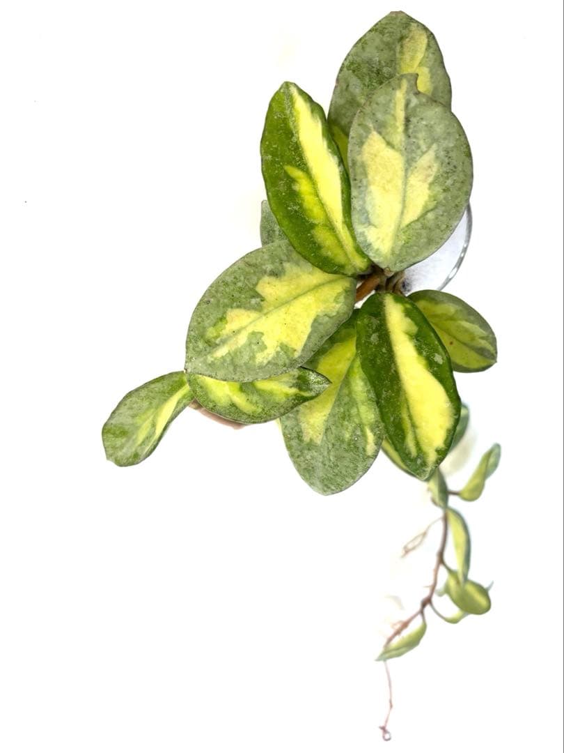 ホヤ アルゲンティアプリンセス　根付