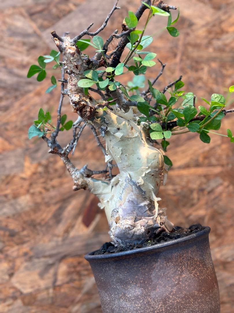 コミフォラ　カタフピュア　ソマリア産　鉢底より発根確認済み　この値段本日まで