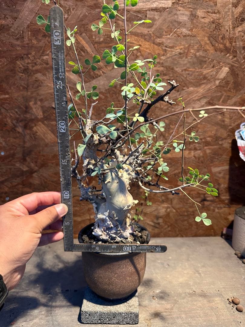 コミフォラ　カタフピュア　ソマリア産　鉢底より発根確認済み　この値段本日まで