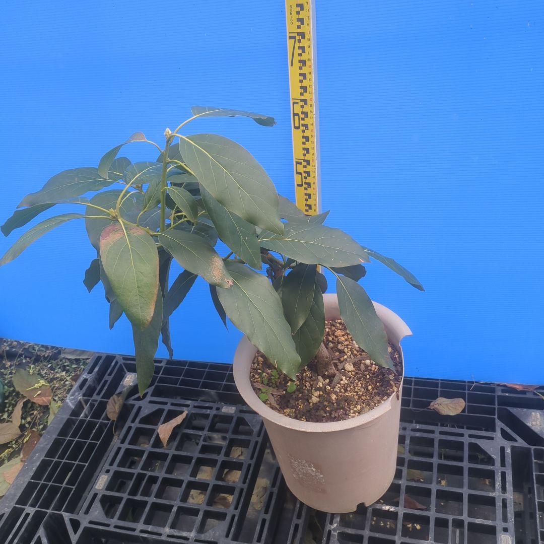 早い者勝ち【3年生苗】アボカド苗木 　ベーコン接木　台木ベーコン