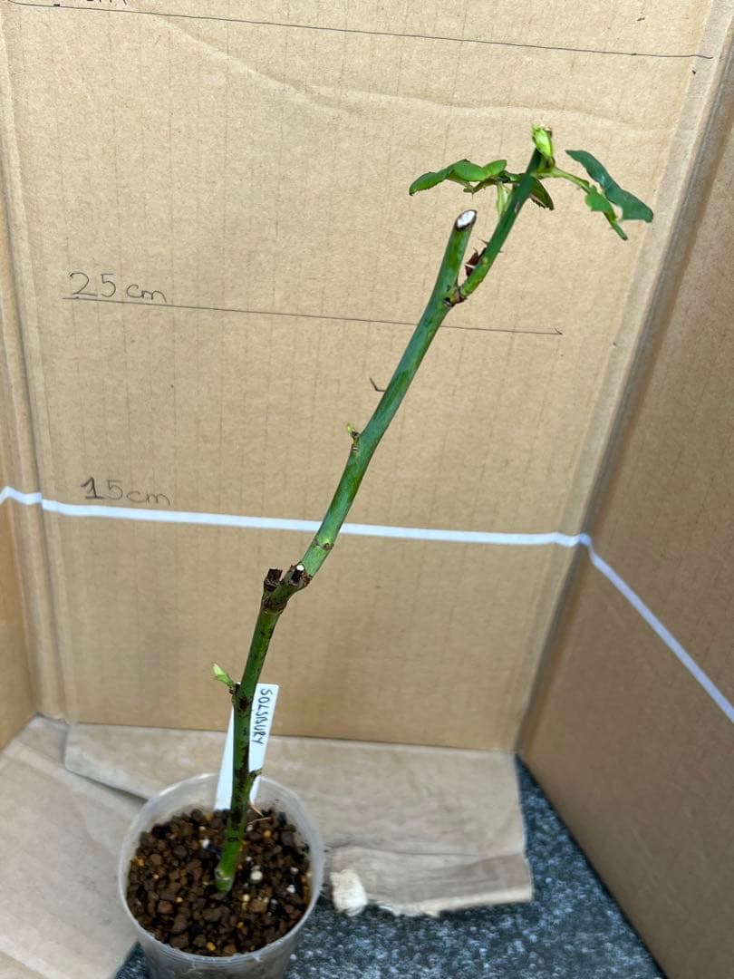 「NONO」 切り花品種バラ苗　レアバラ　2点