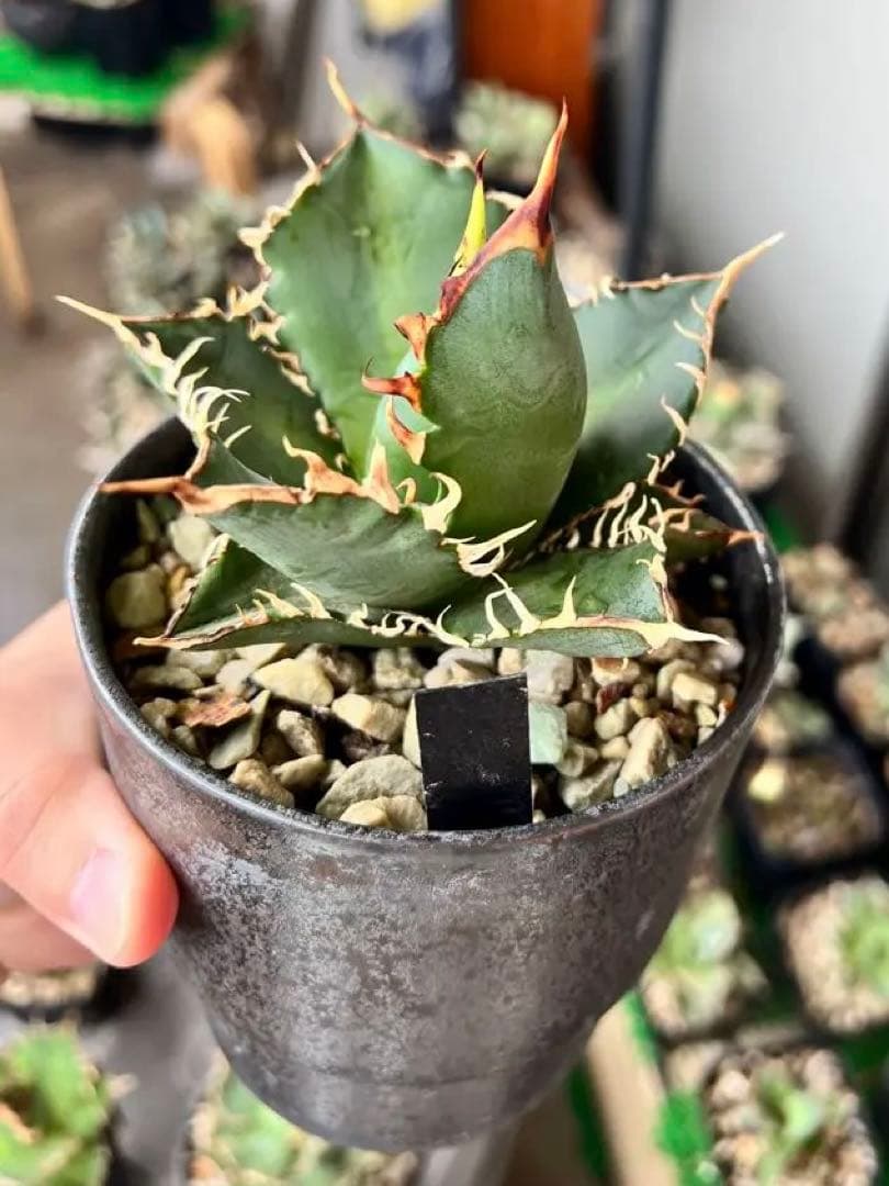 agave titanota 鬼豹　鬼滅刃　猟豹　アガベ　チタノタ宮下将太