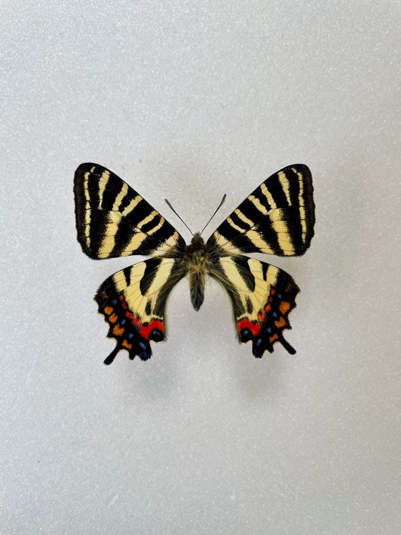 【赤斑型】ギフチョウ（メス、飼育、滋賀産）