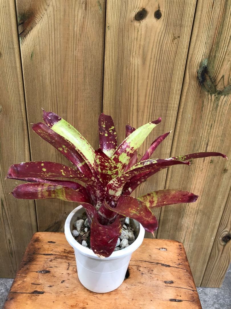 ネオレゲリア・デメター