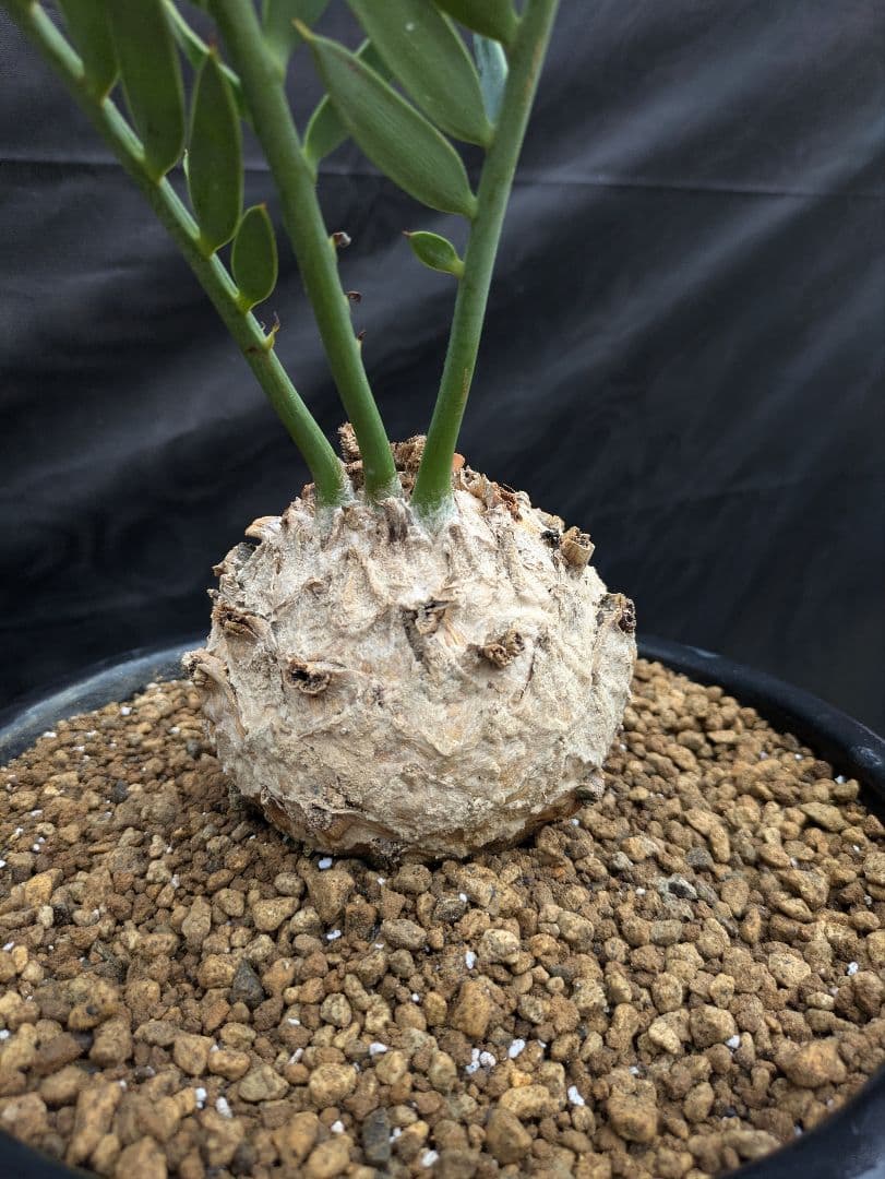 14 エンセファラルトス プリンセプス ドワーフ 特大 白肌 丸々