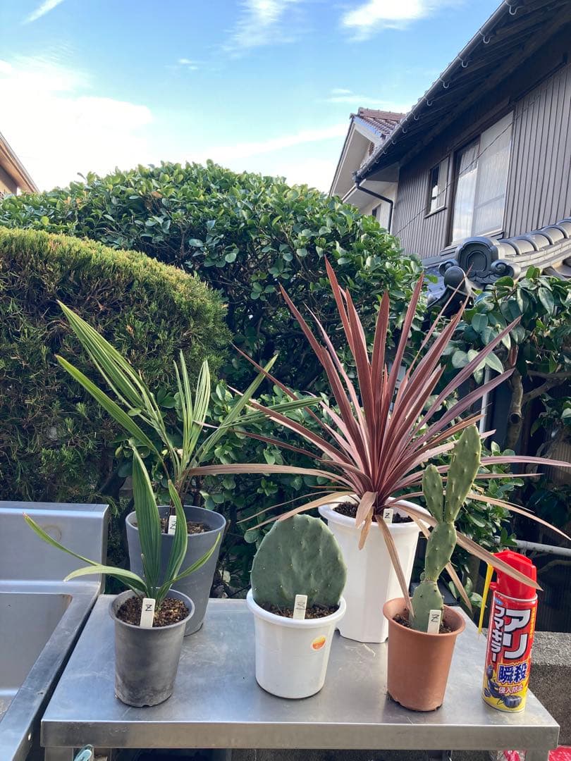 ドライガーデンＺセット鉢ごと配送致します。