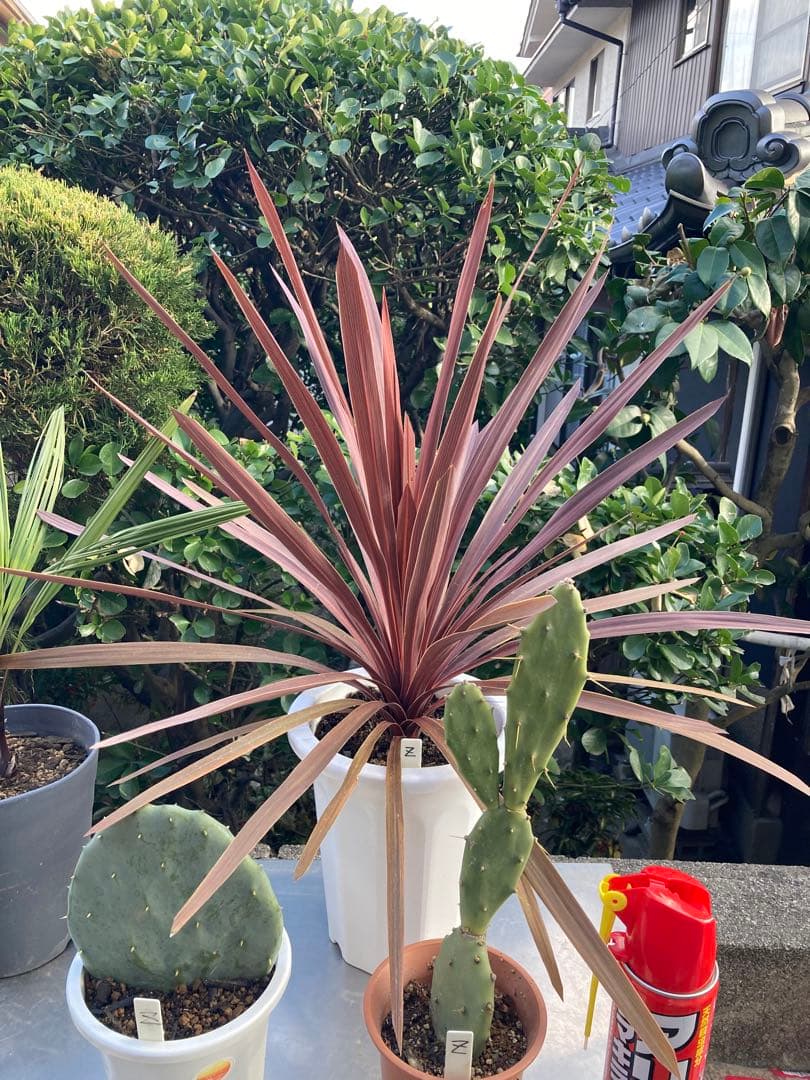 ドライガーデンＺセット鉢ごと配送致します。