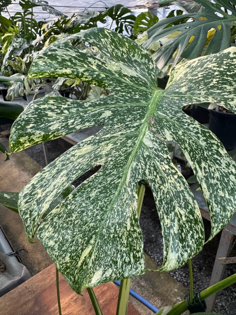 ご*ら様 R2モンステラ　タイコンステレーション　スターライト