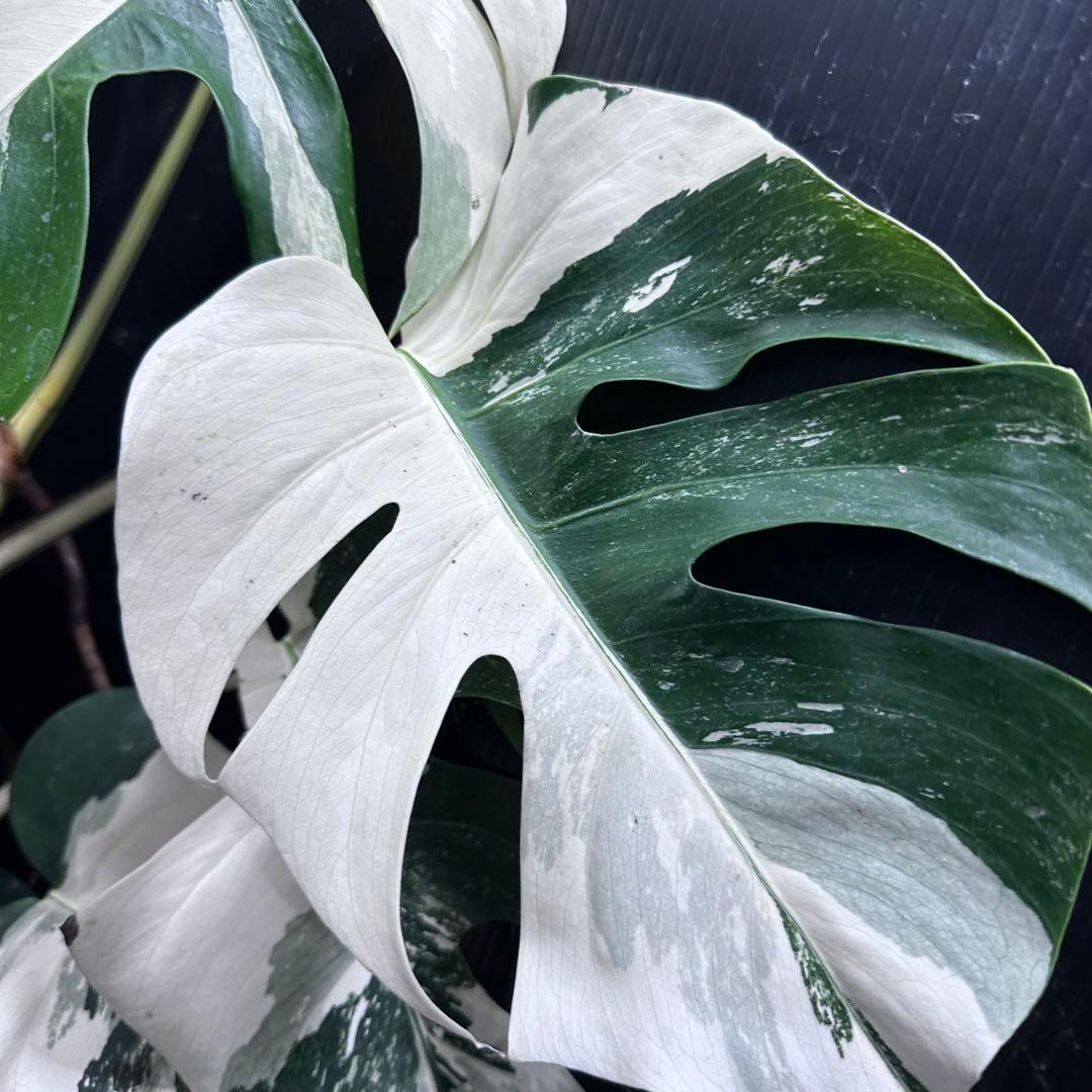 Y*H様 斑入りモンステラ ホワイトタイガー極美大株68cm白斑多