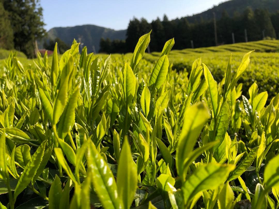 ひろみM　粉末緑茶100g×5袋　煎茶100g×5袋 健康長寿の川根茶