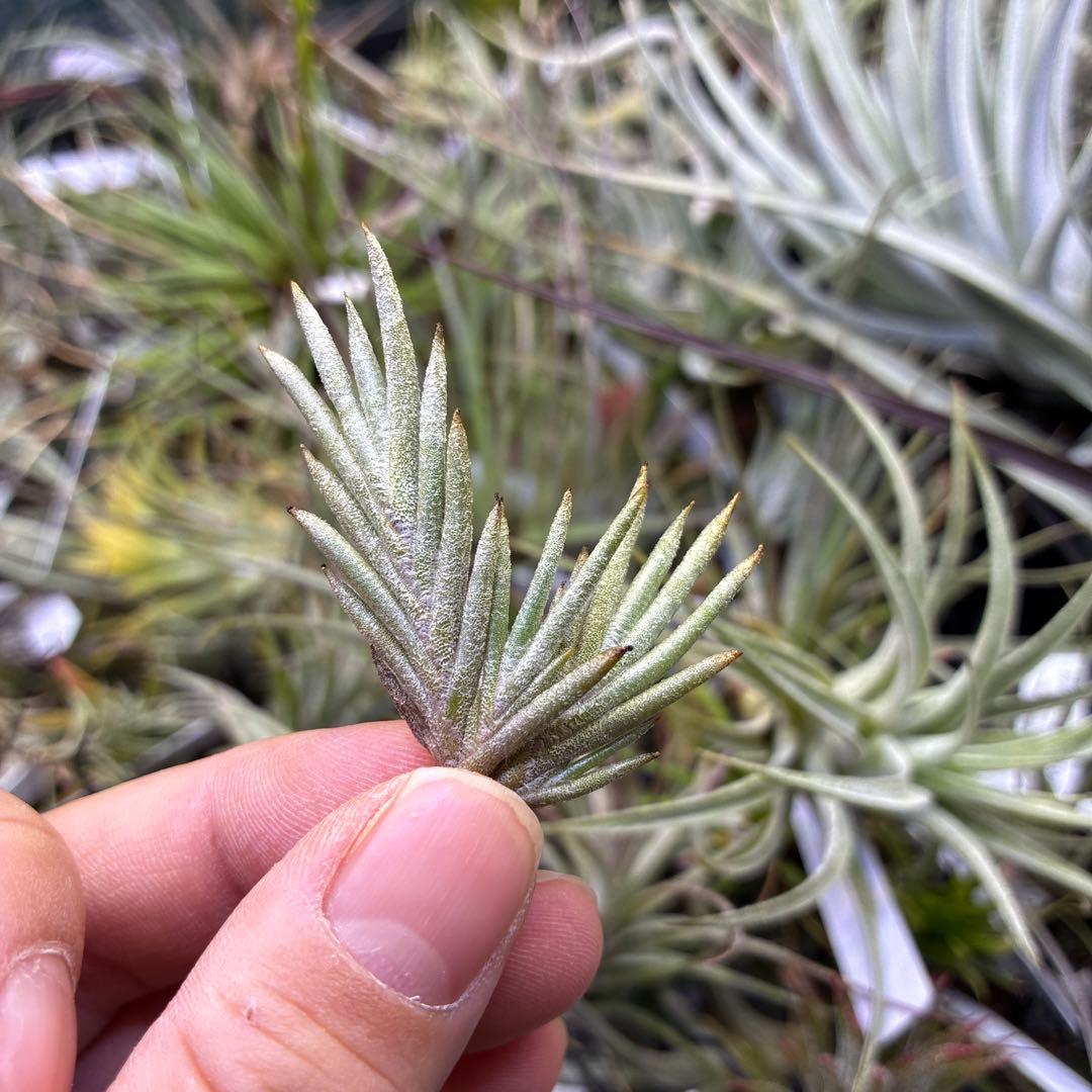 Tillandsia capillaris 白花　専用出品