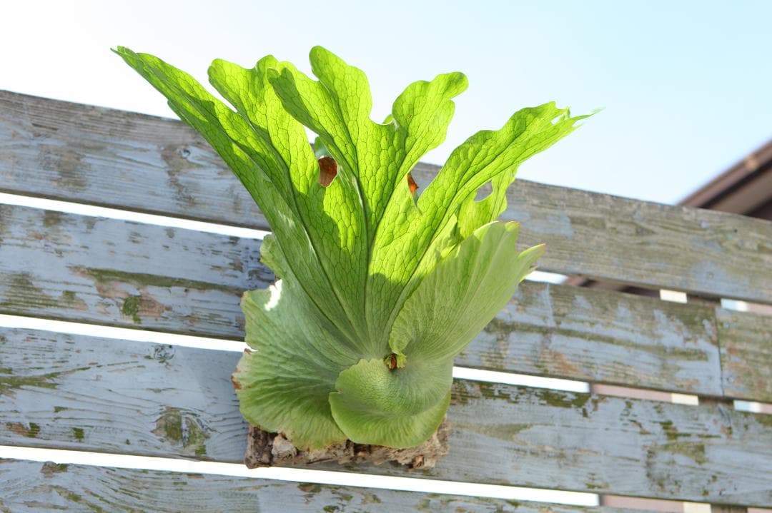 【P. wandae 】ビカクシダ ワンダエ　大きめ　T107