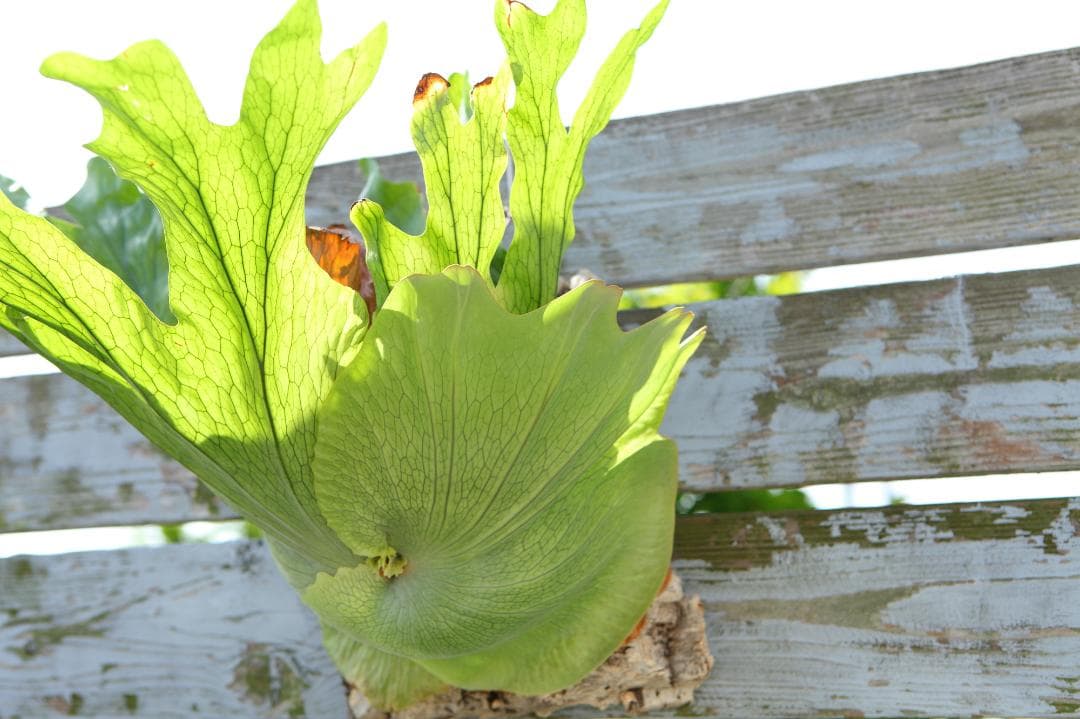 【P. wandae 】ビカクシダ ワンダエ　大きめ　T107