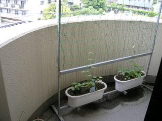 朝顔すだれ　みどりのカーテン