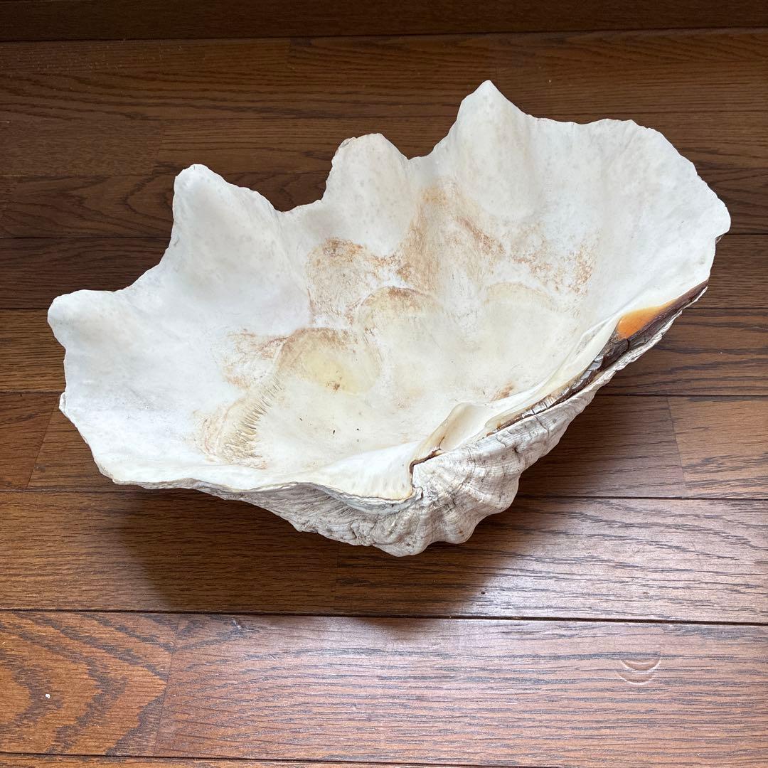オオシャコガイ シャコ貝 約40×25ｃｍ 希少 天然