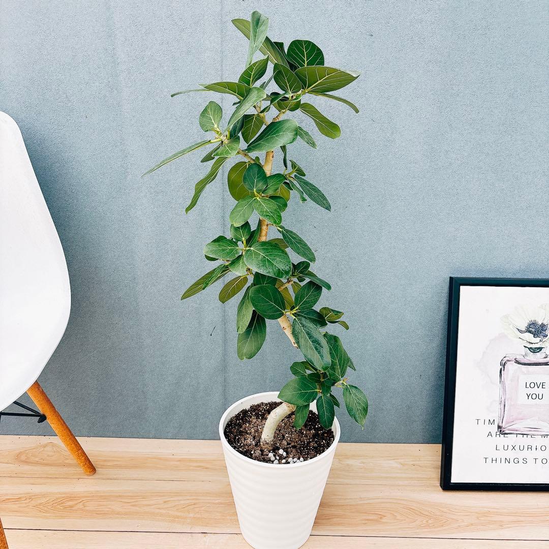 ［現品］99番　フィカスベンガレンシス　曲がり 8号　観葉植物　室内　ゴムの木