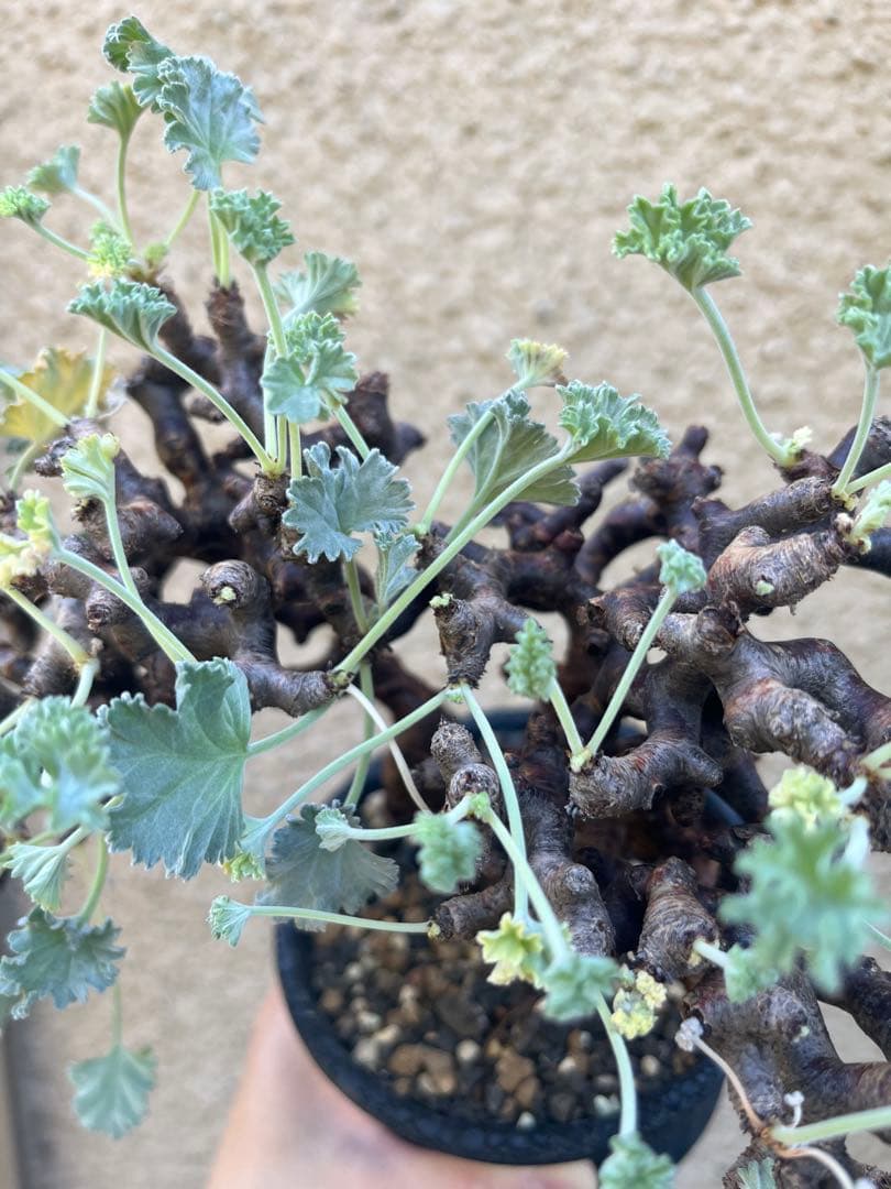 ペラルゴニウム ミラビレ