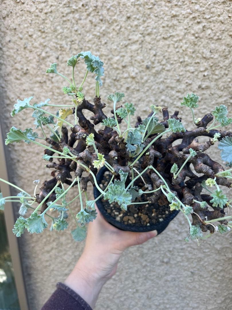 ペラルゴニウム ミラビレ