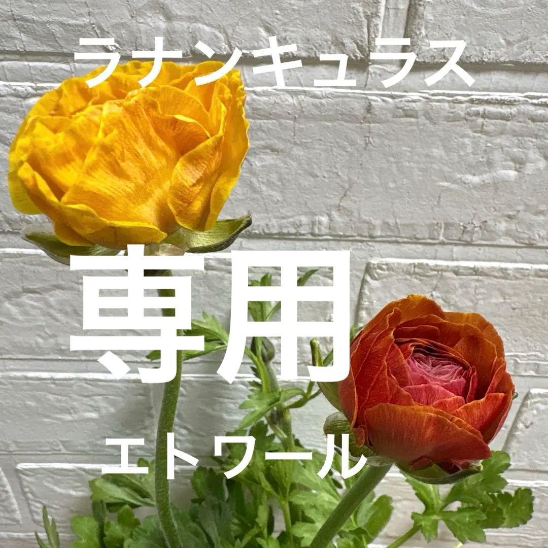 【現品】Nレア♡ラナンキュラス♡エトワール♡花苗うえた♡3.5号♡メルカリ便