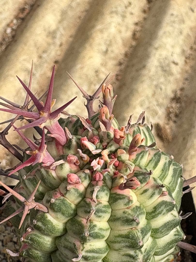 ユーフォルビア　群星冠錦　子株付き