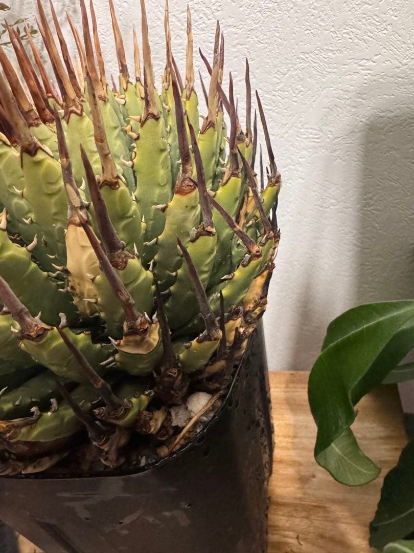 特大　 アガベ　ユタエンシス　エボリスピナ　現地球