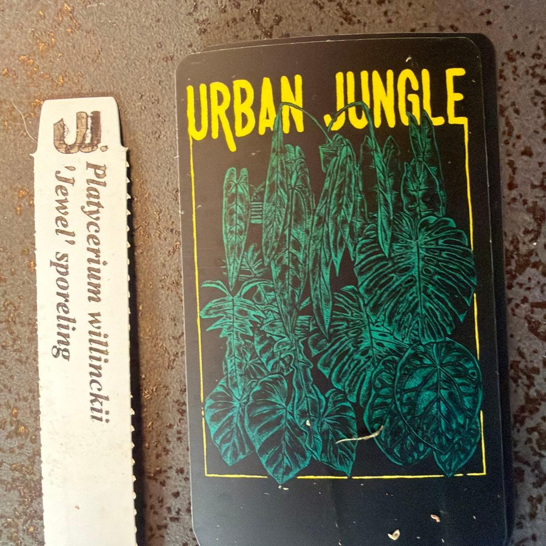 ビカクシダ ウィリンキー ジュエル P.Jewel Sporeling