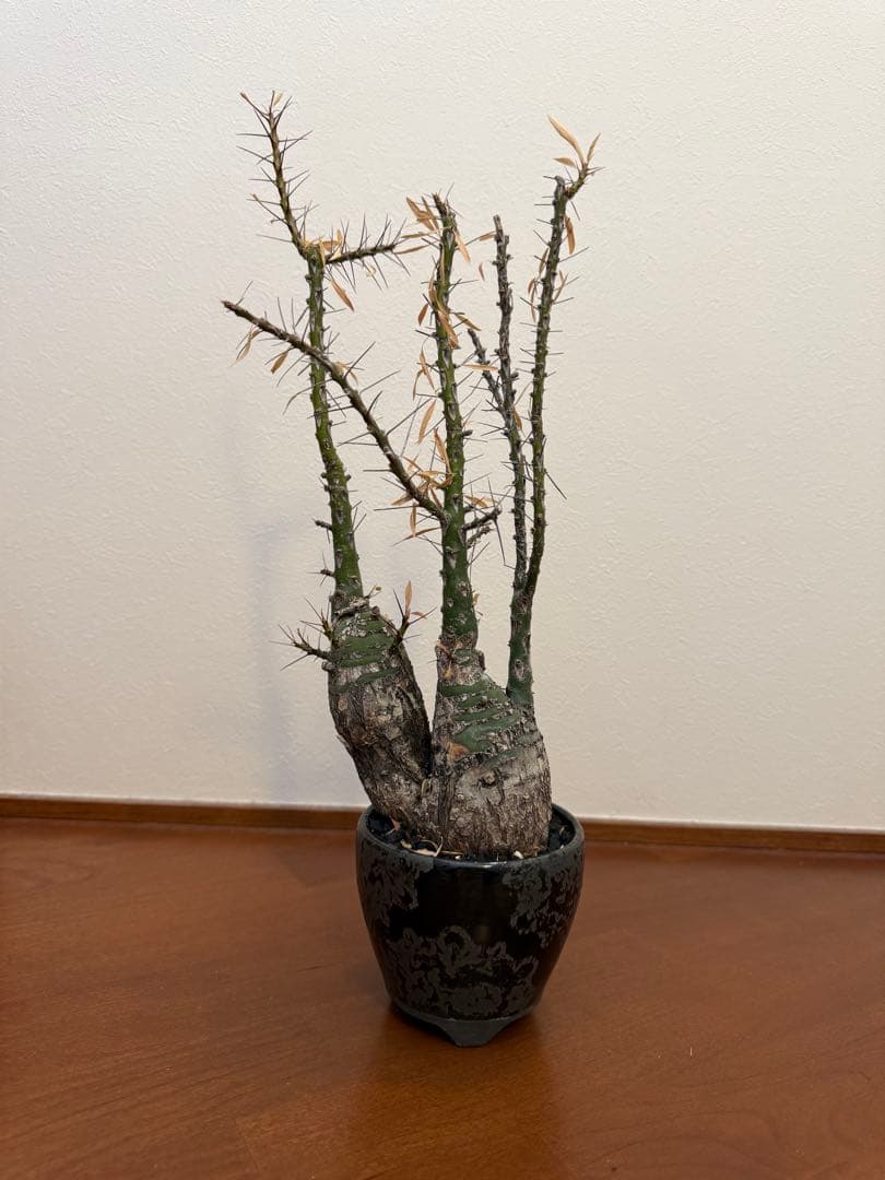 フォークイエリア・プルプシー　2頭