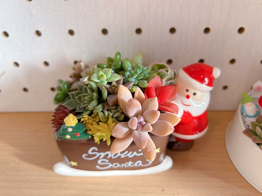 メルカリ便♫多肉植物寄せ植え♫そのまま飾れる♫わんちゃんクリスマスセット