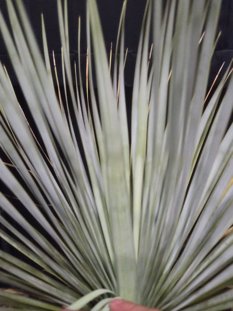 ユッカ ロストラータ 太株 (せ)