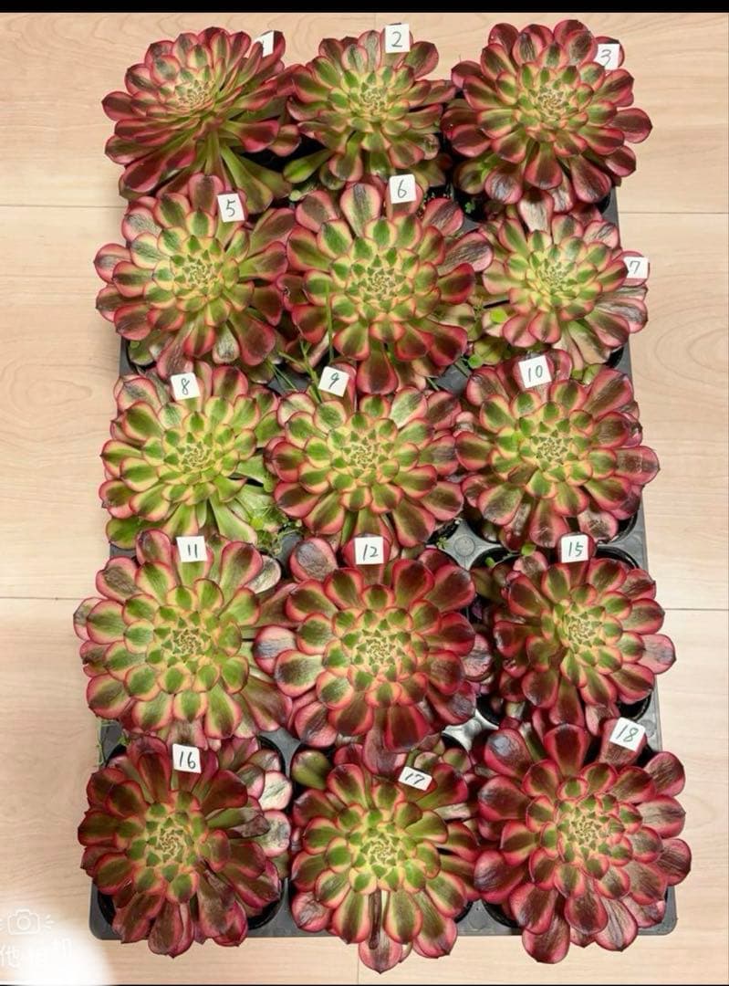 多肉植物アエオニウム錦❤️ ガーネット黄斑錦 ❤️1大頭12-13cm拔き苗