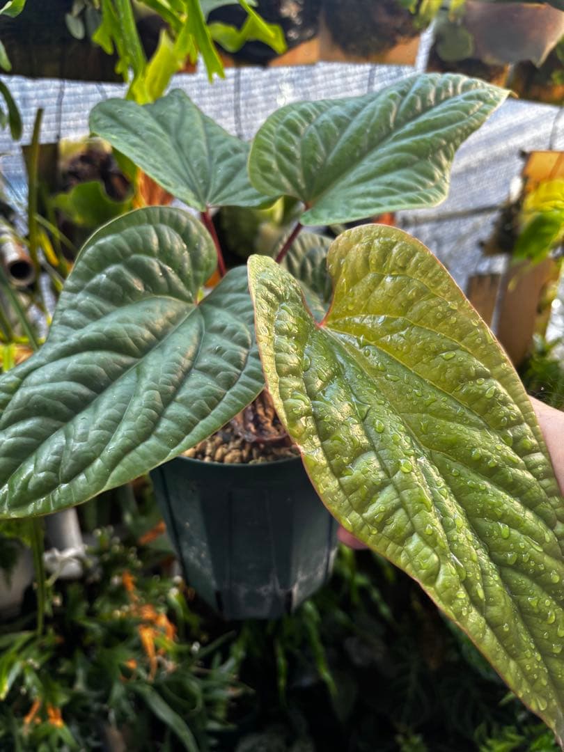 アンスリウム　ルクスリアンス×ラディカンス