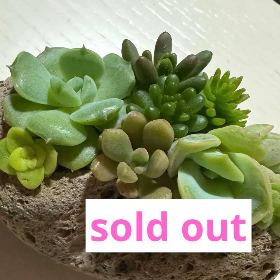 多肉植物 寄せ植え 軽石鉢 エケベリア セダム ラブリーローズ ロックガーデン