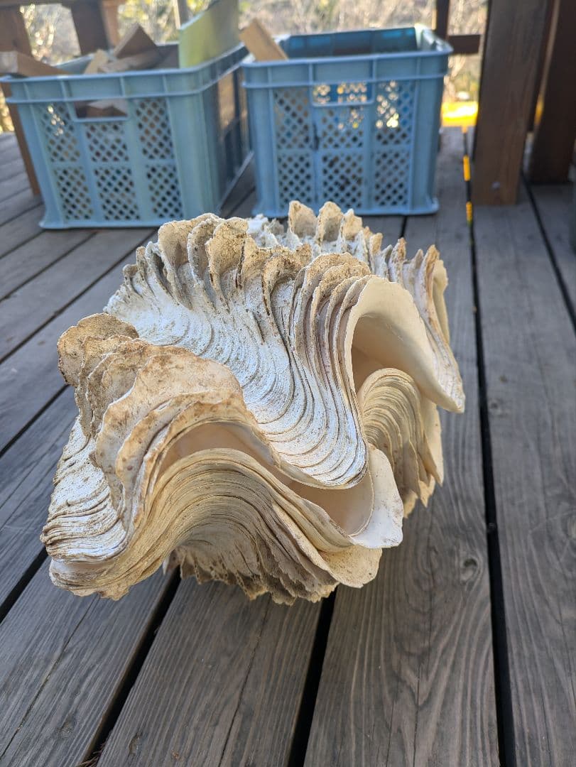 約50cm 大型シャコガイ