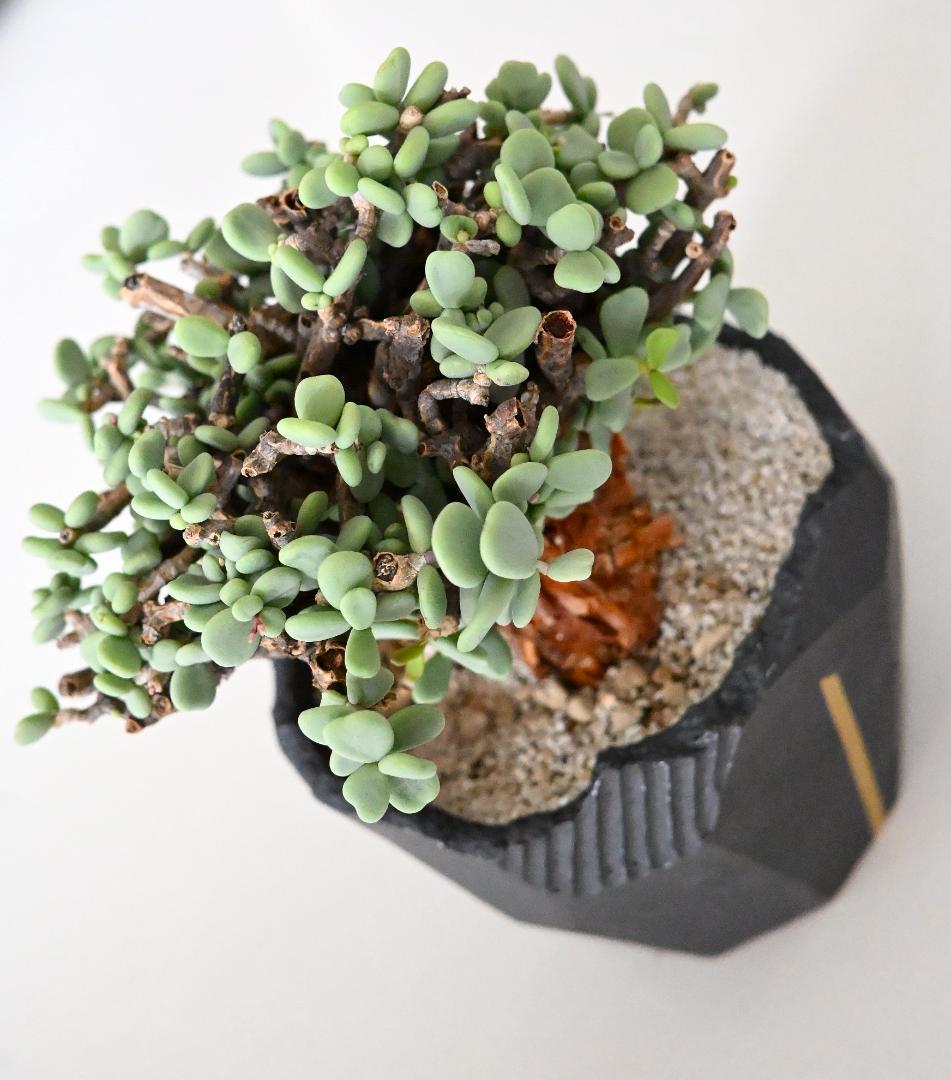 Ceraria pygmaea×N/OH　ケラリア ピグマエア　コレクション株