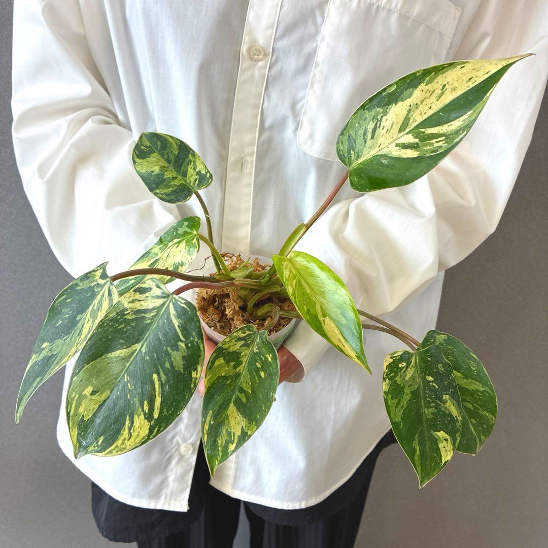 超希少❗️美斑❗️フィロデンドロン　エメラルドクイーン　斑入り✨