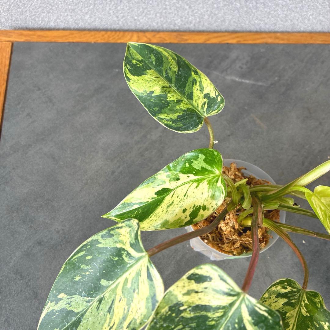 超希少❗️美斑❗️フィロデンドロン　エメラルドクイーン　斑入り✨