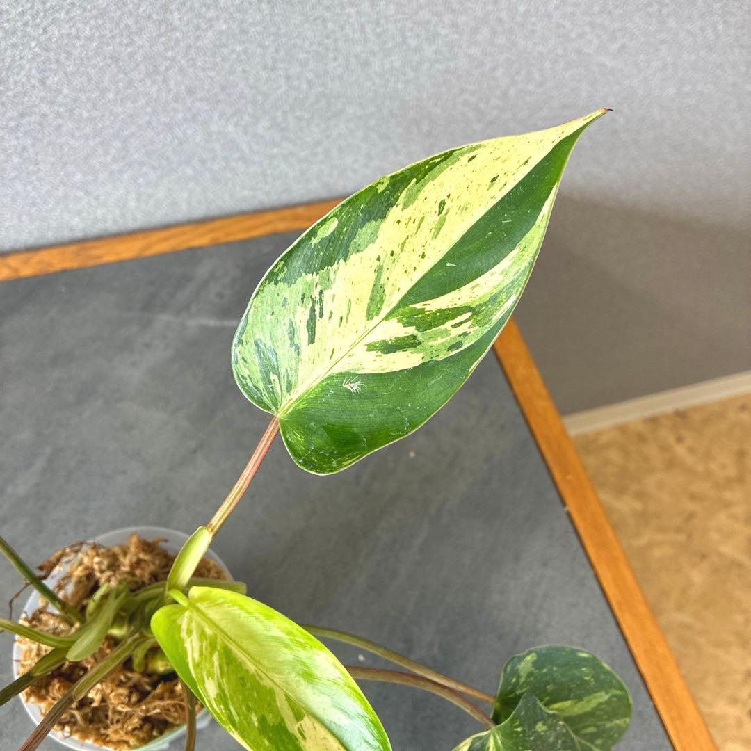 超希少❗️美斑❗️フィロデンドロン　エメラルドクイーン　斑入り✨