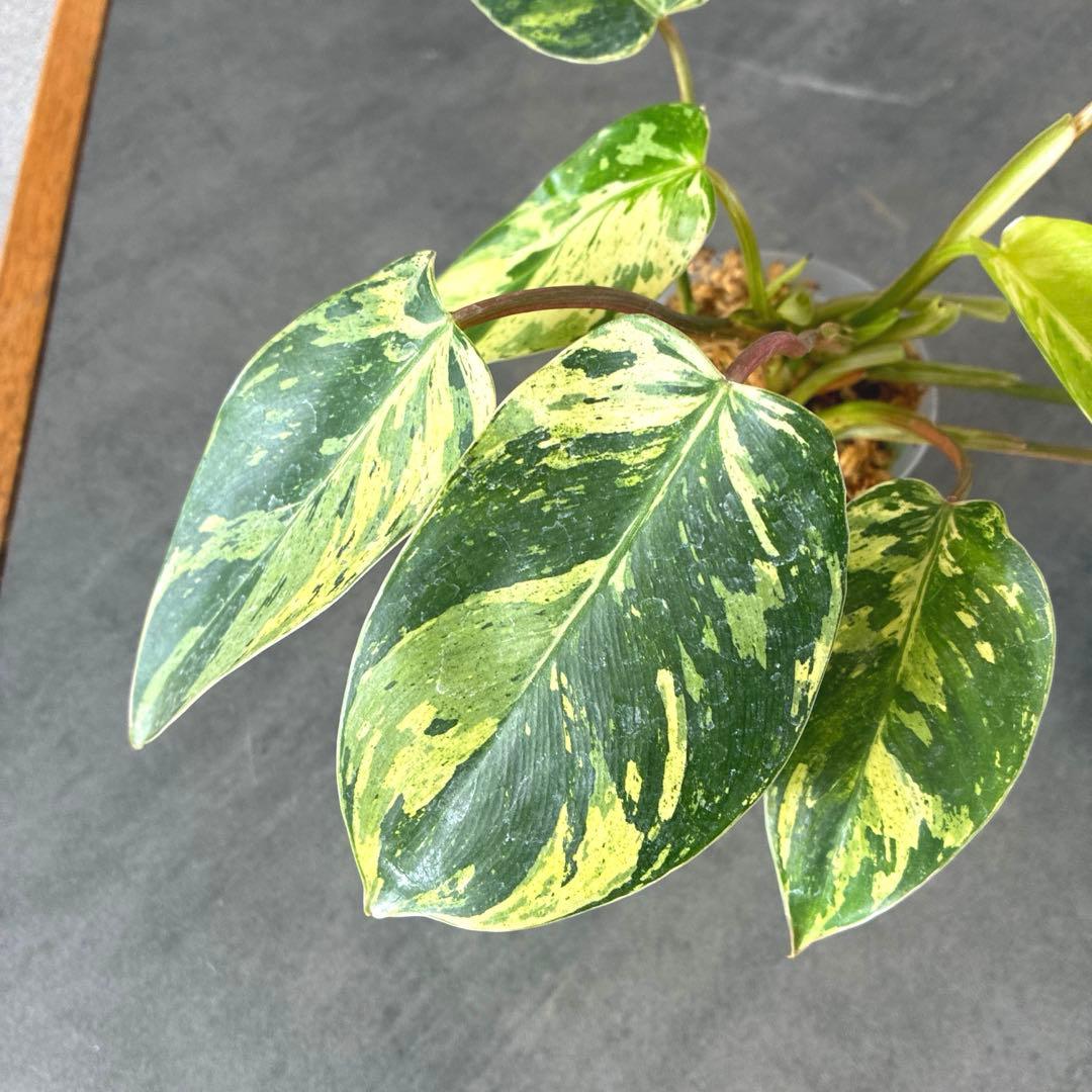 超希少❗️美斑❗️フィロデンドロン　エメラルドクイーン　斑入り✨