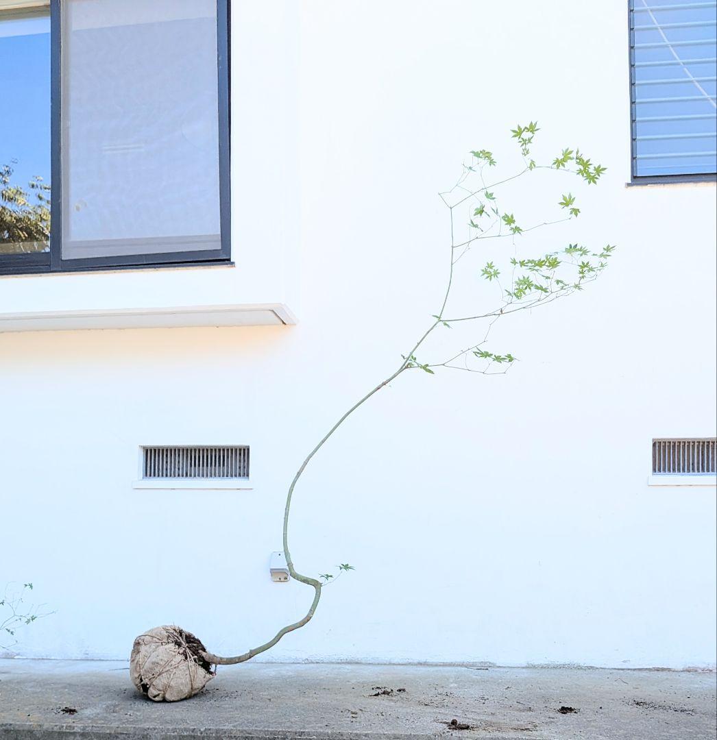 曲線美。。山採りコハウチワカエデ。