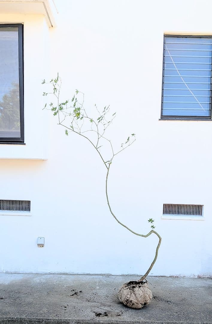 曲線美。。山採りコハウチワカエデ。