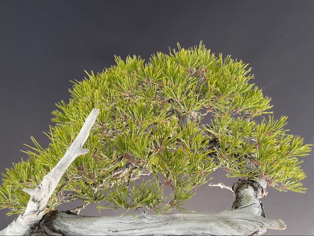 白木盆栽園　山採り　大品赤松　横幅95センチ　盆栽黒松赤松五葉松真柏観葉植物