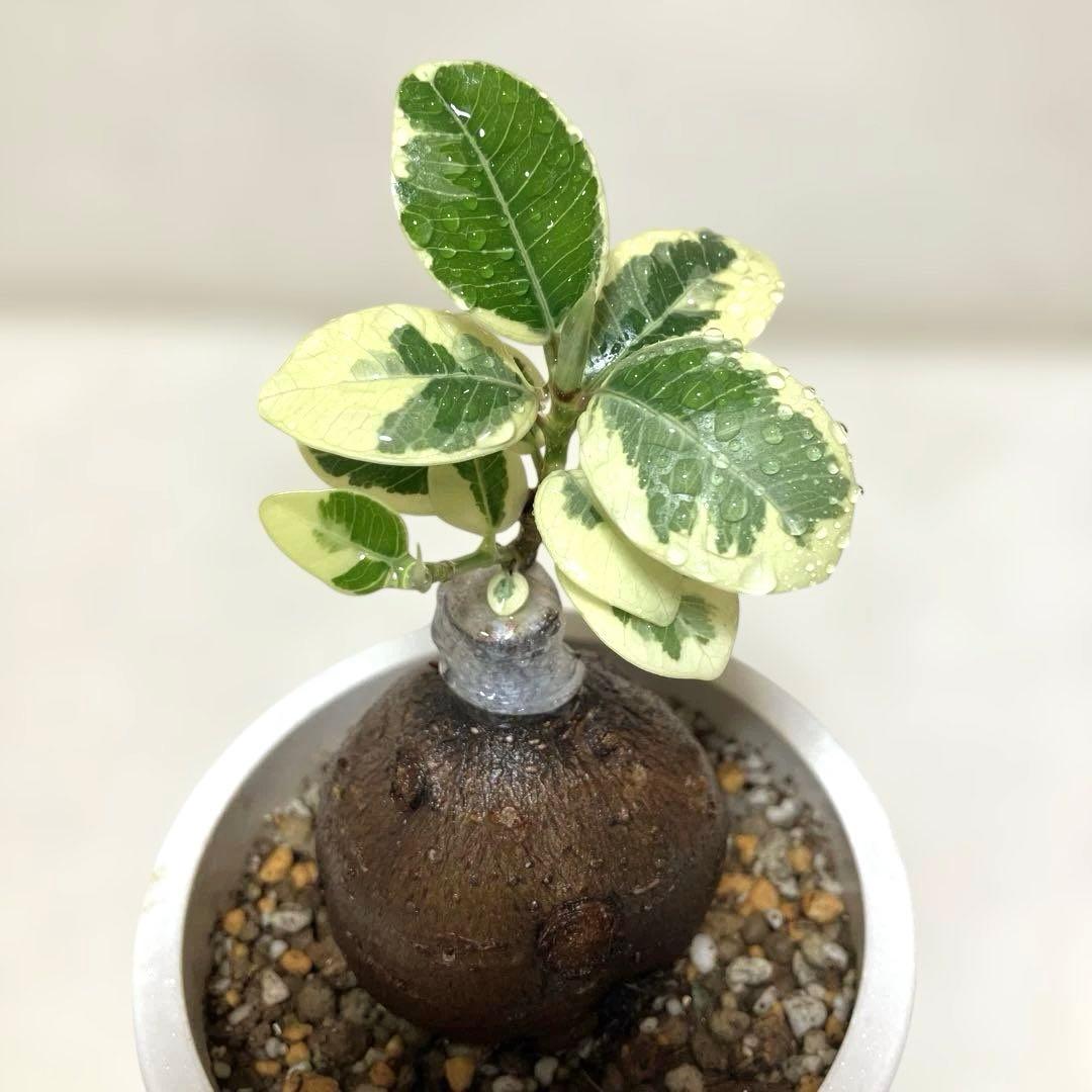 【まん丸幹・極美形】パンダガジュマル 斑入り 接木株 4号 コレクション株