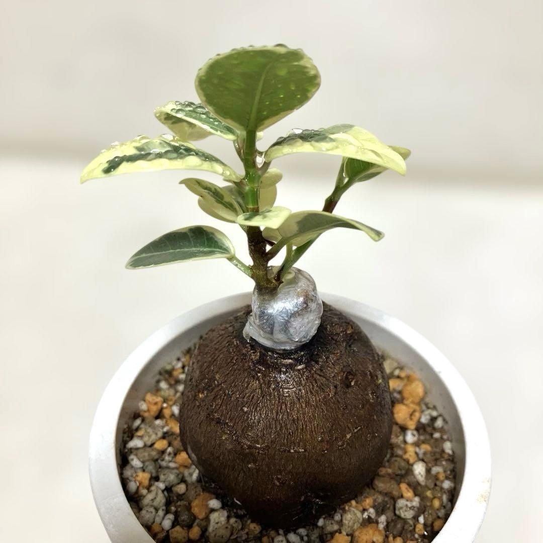 【まん丸幹・極美形】パンダガジュマル 斑入り 接木株 4号 コレクション株