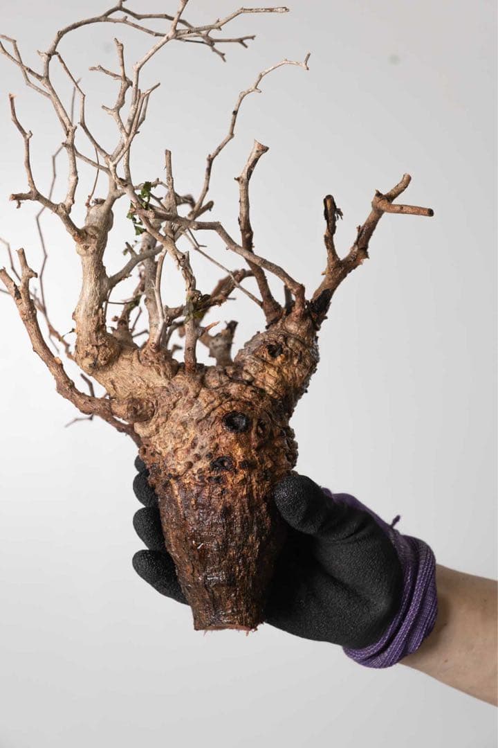 CP57 オペルクリカリア パキプス ベアルート株