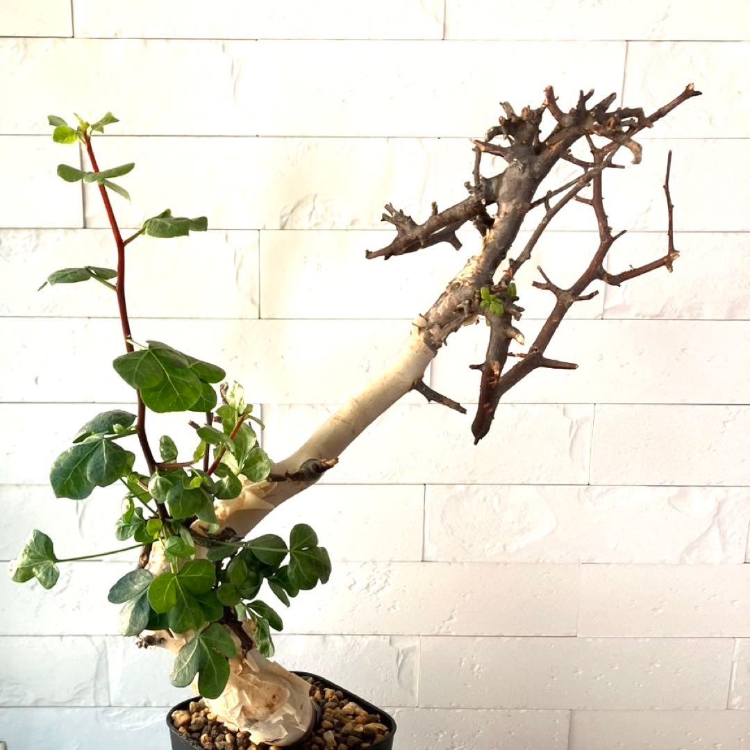 【masahiko】CK4 コミフォラ ピュアカタフ ソマリア産 発根済