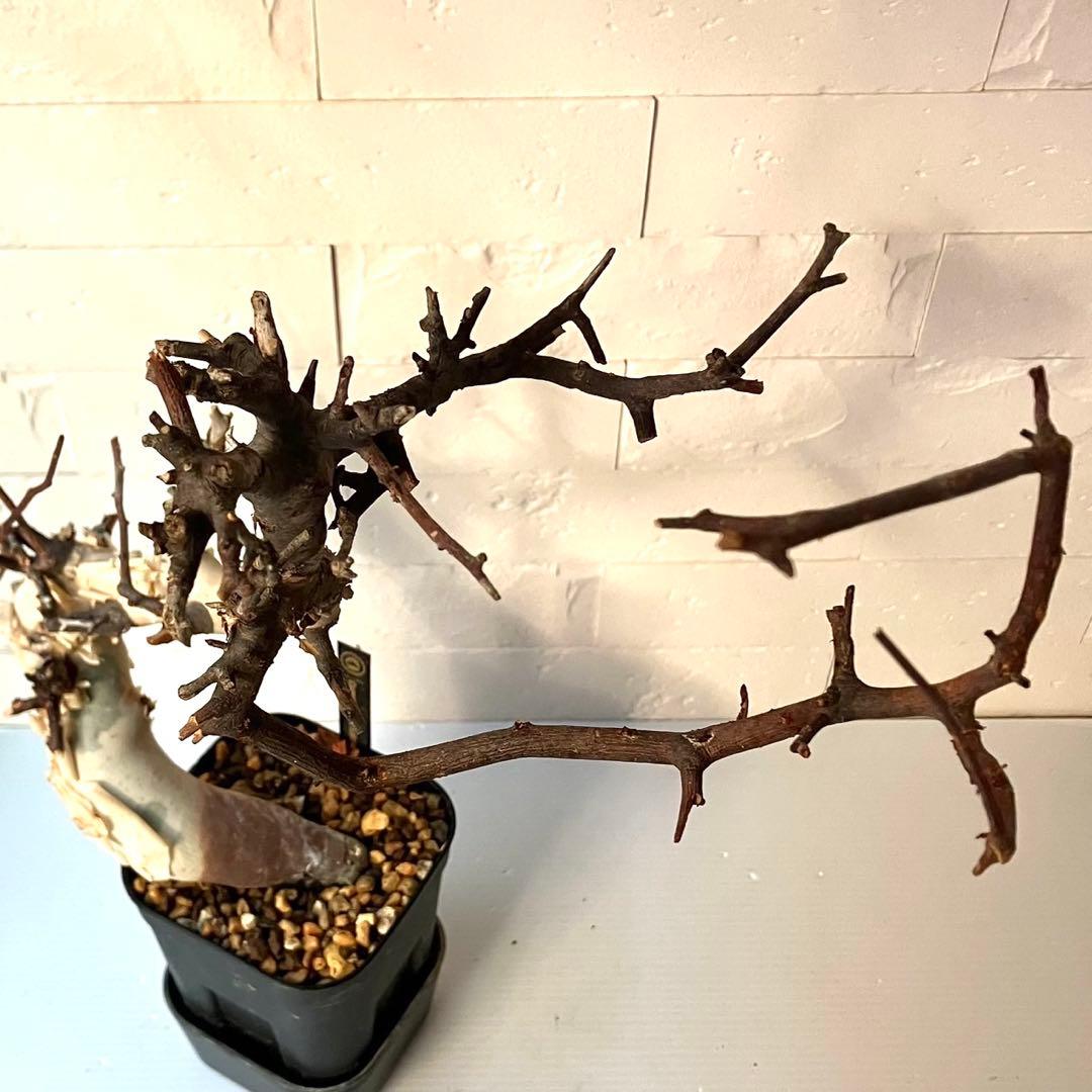 【masahiko】CK4 コミフォラ ピュアカタフ ソマリア産 発根済