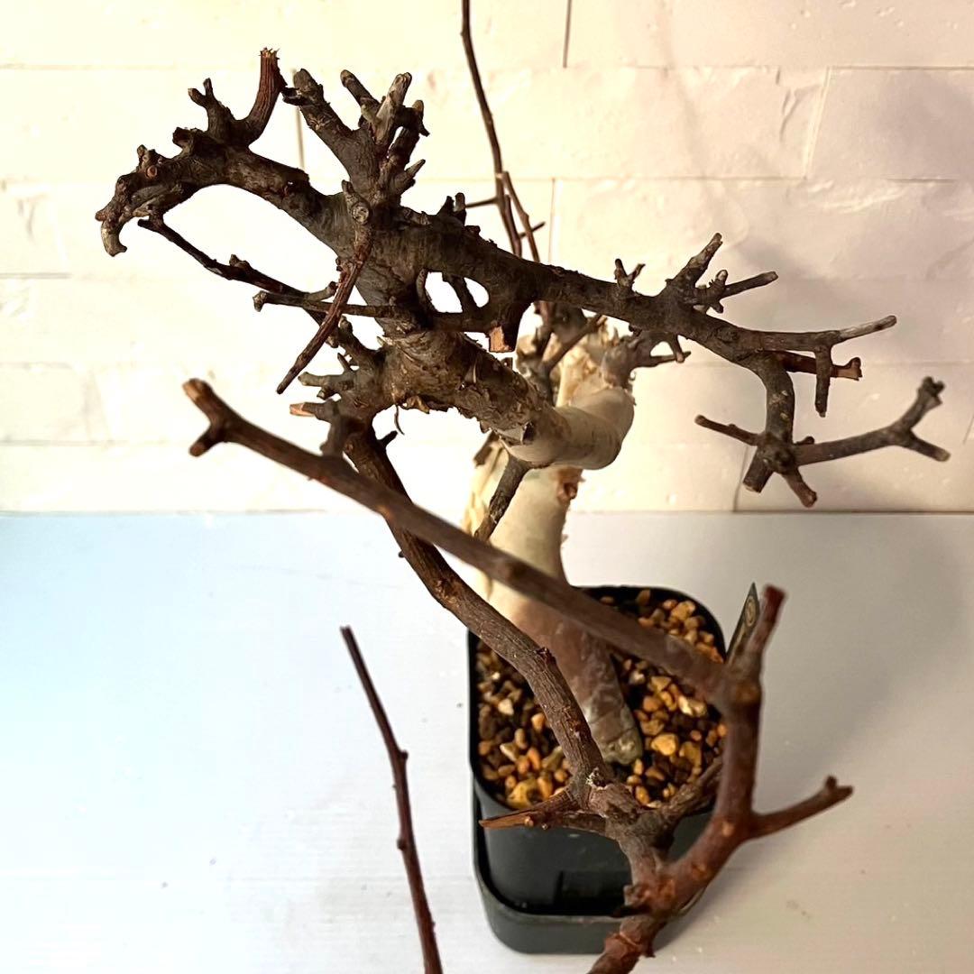 【masahiko】CK4 コミフォラ ピュアカタフ ソマリア産 発根済