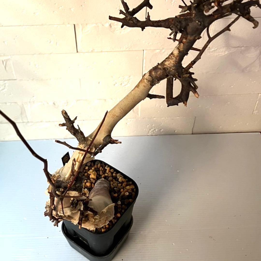 【masahiko】CK4 コミフォラ ピュアカタフ ソマリア産 発根済