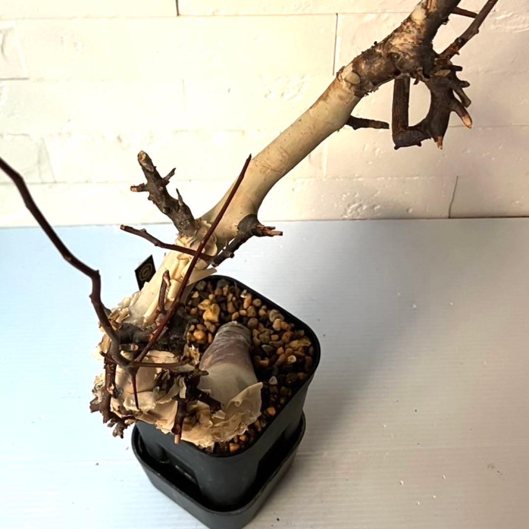 【masahiko】CK4 コミフォラ ピュアカタフ ソマリア産 発根済