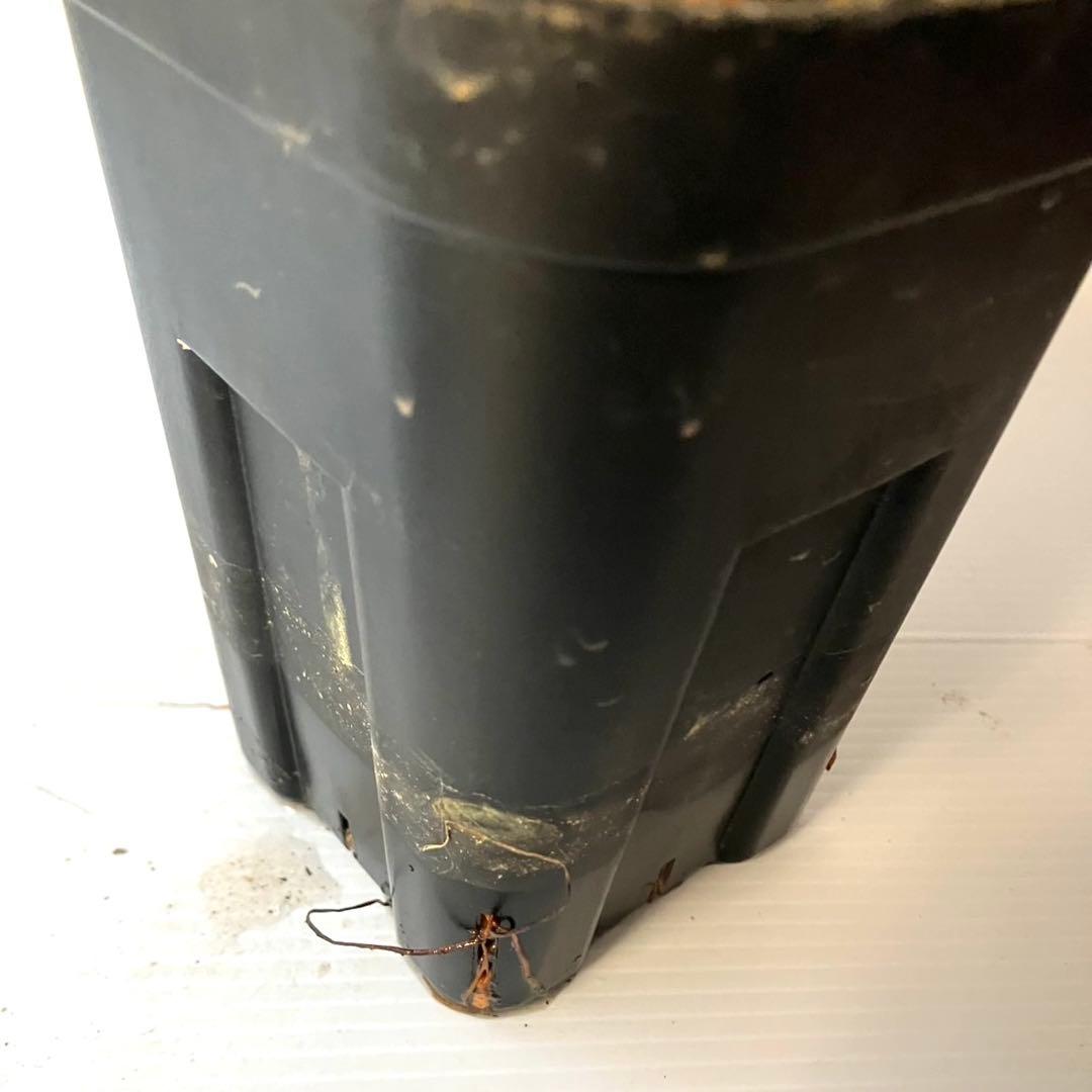 【masahiko】CK4 コミフォラ ピュアカタフ ソマリア産 発根済